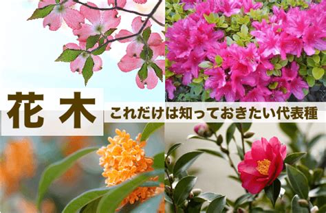 花樹種類|花木（かぼく）の種類と名前。開花時期や香りと特徴・86種一覧。